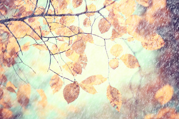 autumn rain background drops / abstract autumn landscape in rainy weather, seasonal landscape in the park