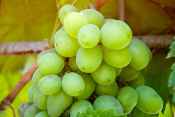 A bunch of green grapes at vineyard