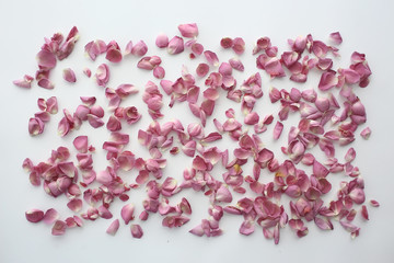 pink and red petals background / abstract aroma background, spa pink petals