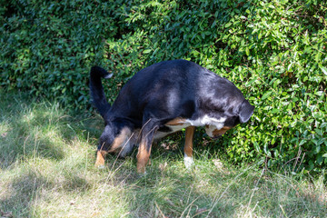 The black dog pooing on greensward, Appenzeller Mountain Dog.