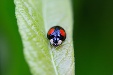 Two spot ladybird