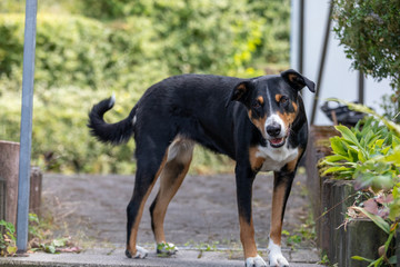 Appenzeller Sennenhund. The dog is standing in the garden in summer. Portrait of a Appenzeller Mountain Dog