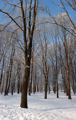 Winter park. Dark tree trunks, white snow, traces, track on a background of blue sky.