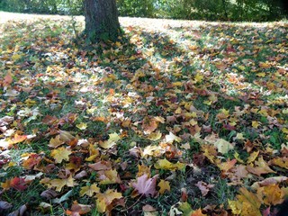 Wiese mit buntem Herbstlaub in leichtem Gegenlicht