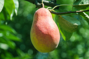 Fresh juicy pears on pear tree branch. Organic pears in natural environment. Crop of pears in summer garden