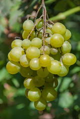 A bunch of green grapes at vineyard