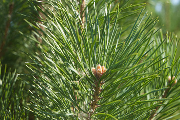 pine tree branch 