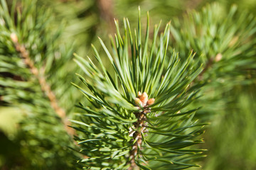 pine tree branch