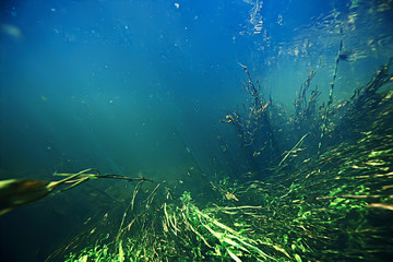 underwater freshwater green landscape / underwater landscape of the lake ecosystem, algae, green water, fresh water