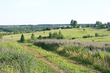 landscape wildflowers / large field and sky landscape in the village, purple flowers wildlife