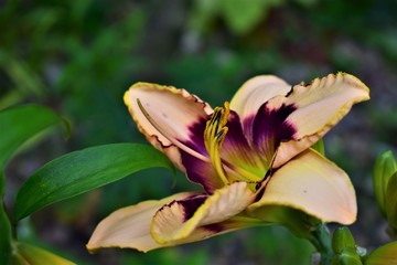 lily on green background