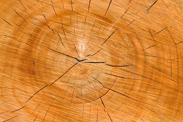 Holz Stamm Schnittfläche