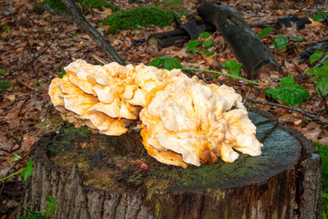  Laetiporus sulphureus with beautiful yellow orange colors growing on a oak stump in the...