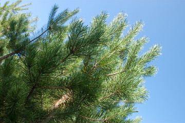 pine tree