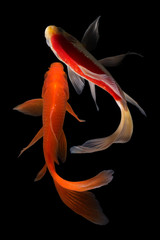 Koi fish Butterfly fresh Black background 