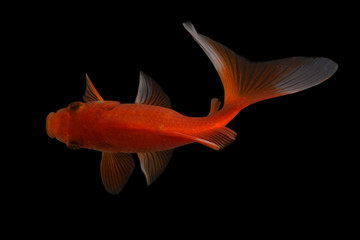 Naklejka premium Koi fish Butterfly fresh Black background 