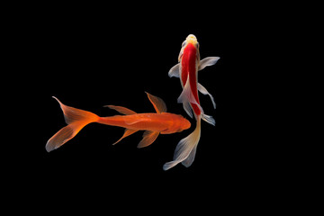 Naklejka premium Koi fish Butterfly fresh Black background 