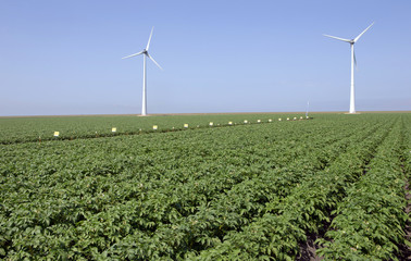 Growing potatoes. Polder Netherlands. Agriculture