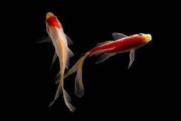 Koi fish Butterfly fresh Black background 