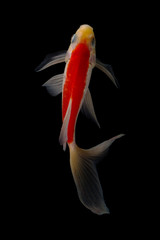 Koi fish Butterfly fresh Black background 