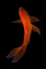 Koi fish Butterfly fresh Black background 