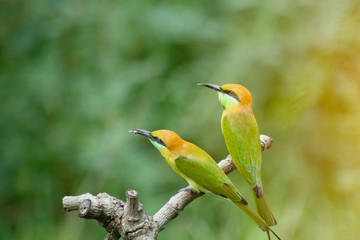 beautiful bird Chestnut headed Bee eater on a branch.(Merops leschenaulti) with green background