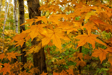 colored bright maple leaves. autumn background