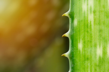 Close up aloe vera leaves