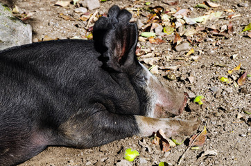 Black Pig Resting in Dirt