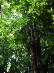Fototapeta premium Green forest with high trees