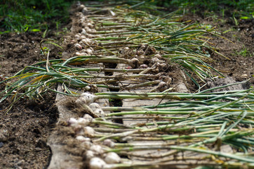 fresh garlic with stalks just dug from the ground. garlic is dried outdoors
