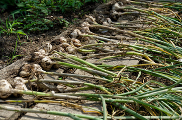 fresh garlic with stalks just dug from the ground. garlic is dried outdoors