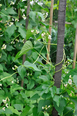 close-up of blooming bean (Phaseolus vulgaris) on the vertical support in th vegetable garden, vertical composition