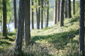 summer park landscape / seasonal view, green trees in summer, concept nature walk, ecology, eco