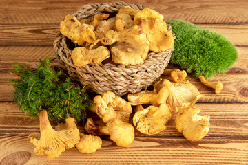 Chanterelles. Basket of freshly cut chanterelles on old wooden background.
