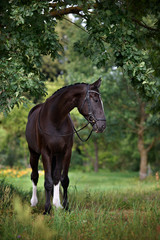 beautiful horse portrait under the oak tree