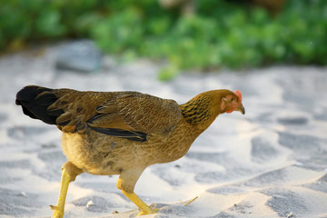Chicken on the beach