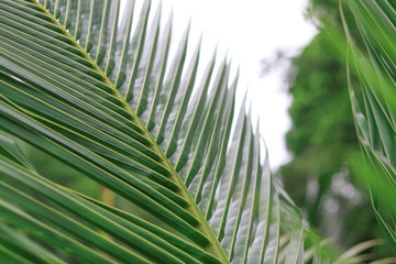 Green stem and coconut leaf background. Leaves of coconut trees.