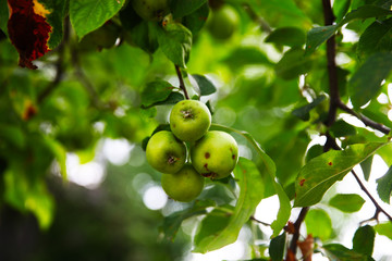 Green apples on a branch ready to be harvested