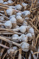 Harvest of drying garlic cloves