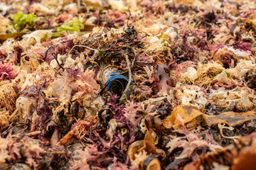 Plastique et algues