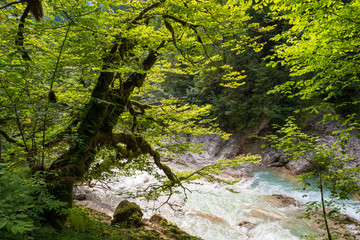 Fototapeta premium Tranquilizing scene of a tree along a river in a canyon in the Alps, Europe