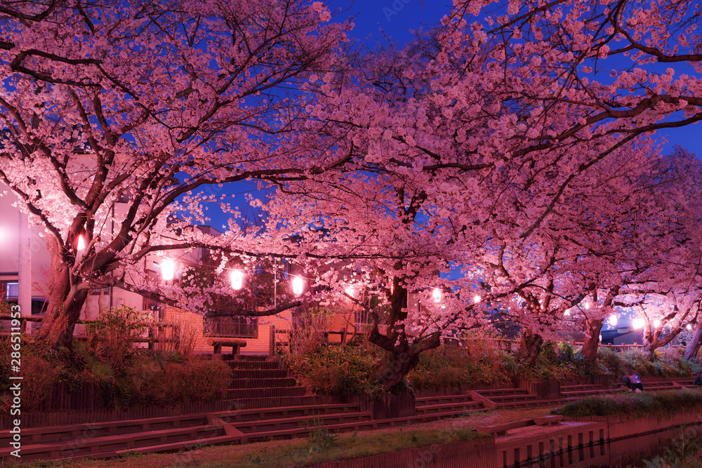Wall mural 日本の桜　夜桜花見