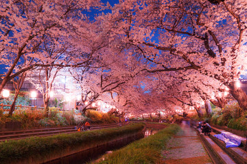 日本の桜　夜桜花見