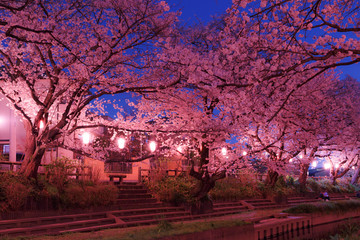 日本の桜　夜桜花見