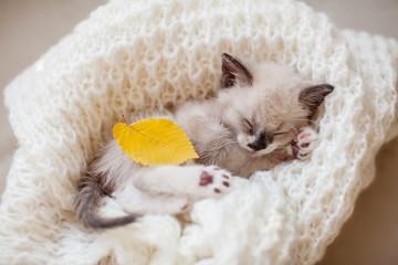 Kitten sleep on knitted plaid