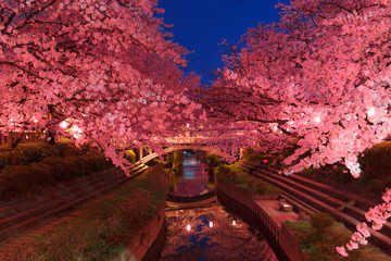 日本の桜　夜桜花見