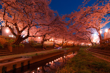 日本の桜　夜桜花見