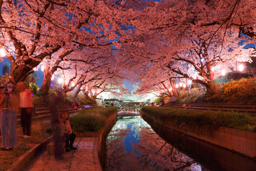日本の桜　夜桜花見