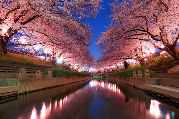 日本の桜　夜桜花見